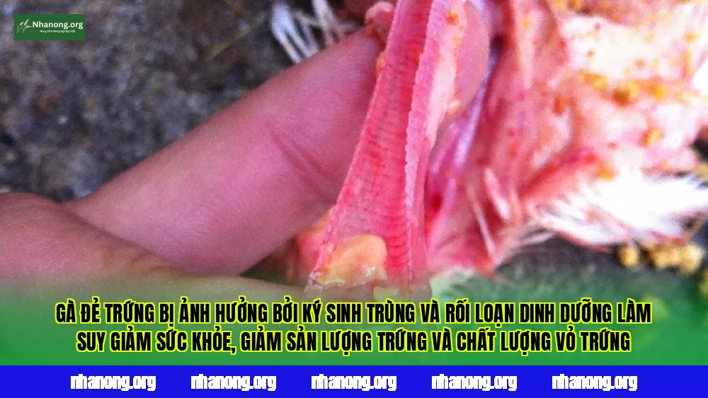Gà đẻ trứng bị ảnh hưởng bởi ký sinh trùng và rối loạn dinh dưỡng làm suy giảm sức khỏe, giảm sản lượng trứng và chất lượng vỏ trứng