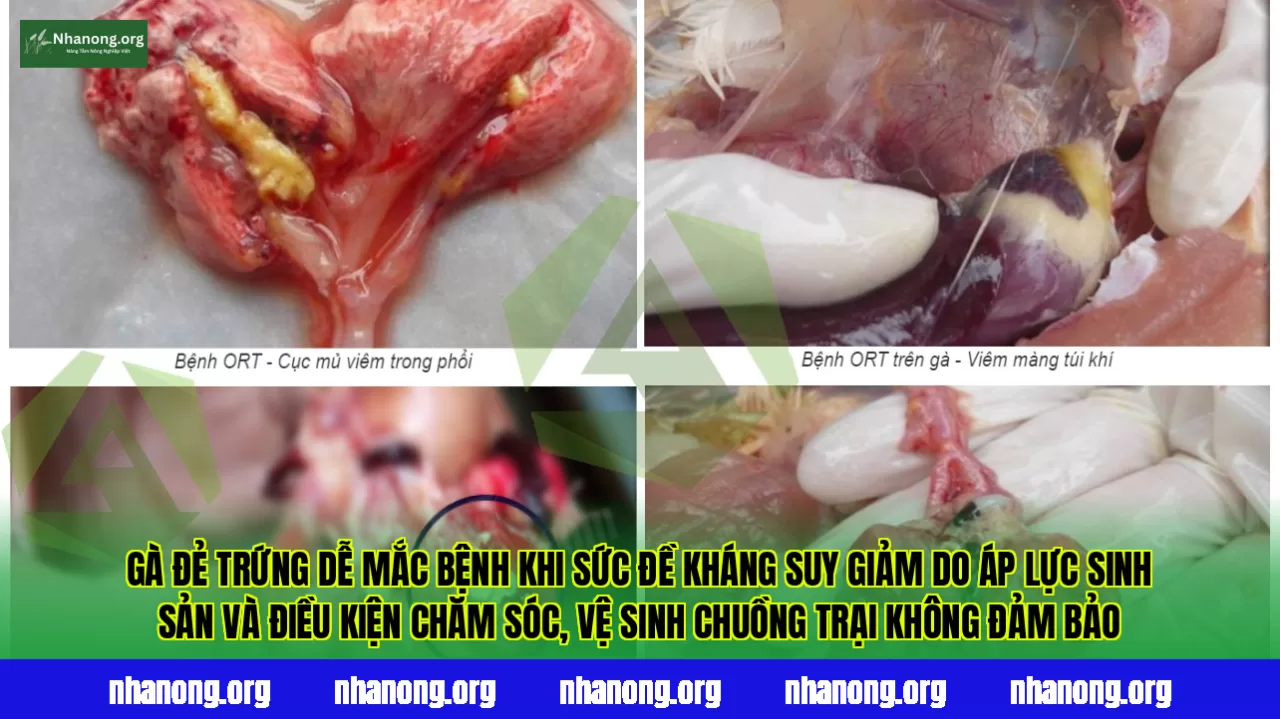 Gà đẻ trứng dễ mắc bệnh khi sức đề kháng suy giảm do áp lực sinh sản và điều kiện chăm sóc, vệ sinh chuồng trại không đảm bảo
