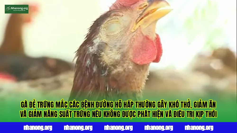 Gà đẻ trứng mắc các bệnh đường hô hấp thường gây khó thở, giảm ăn và giảm năng suất trứng nếu không được phát hiện và điều trị kịp thời