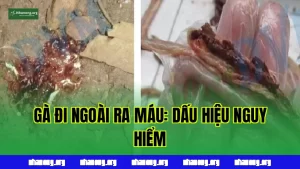 GÀ ĐI NGOÀI RA MÁU: DẤU HIỆU NGUY HIỂM