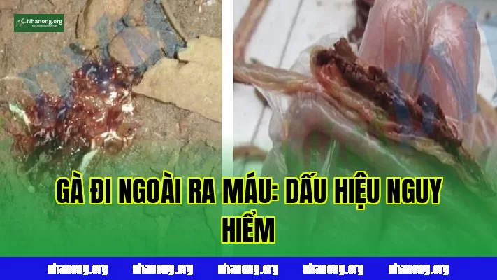 GÀ ĐI NGOÀI RA MÁU: DẤU HIỆU NGUY HIỂM