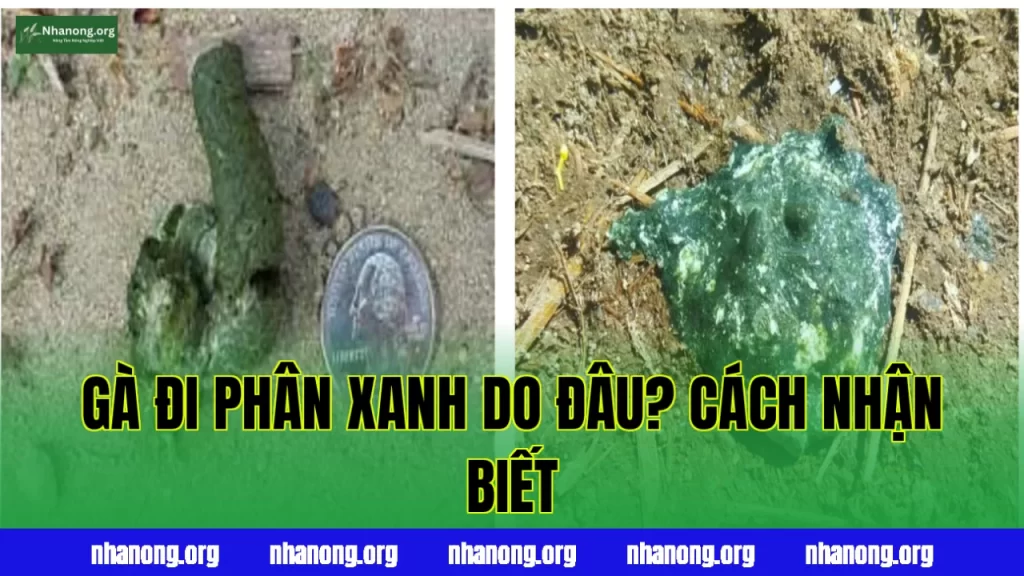 GÀ ĐI PHÂN XANH DO ĐÂU? CÁCH NHẬN BIẾT