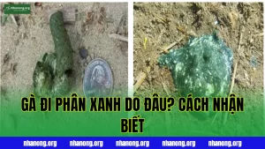 GÀ ĐI PHÂN XANH DO ĐÂU? CÁCH NHẬN BIẾT