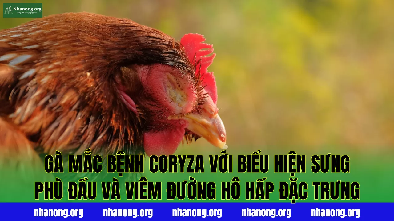 Gà mắc bệnh Coryza với biểu hiện sưng phù đầu và viêm đường hô hấp đặc trưng