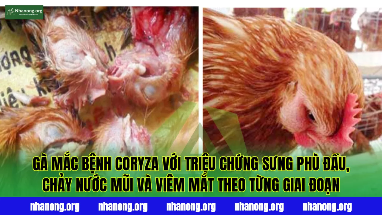 Gà mắc bệnh Coryza với triệu chứng sưng phù đầu, chảy nước mũi và viêm mắt theo từng giai đoạn