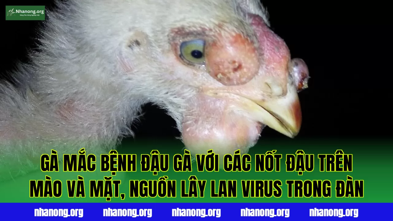 Gà mắc bệnh đậu gà với các nốt đậu trên mào và mặt, nguồn lây lan virus trong đàn