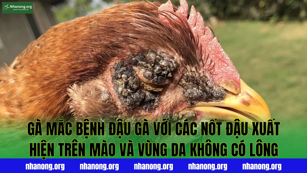 Gà mắc bệnh đậu gà với các nốt đậu xuất hiện trên mào và vùng da không có lông
