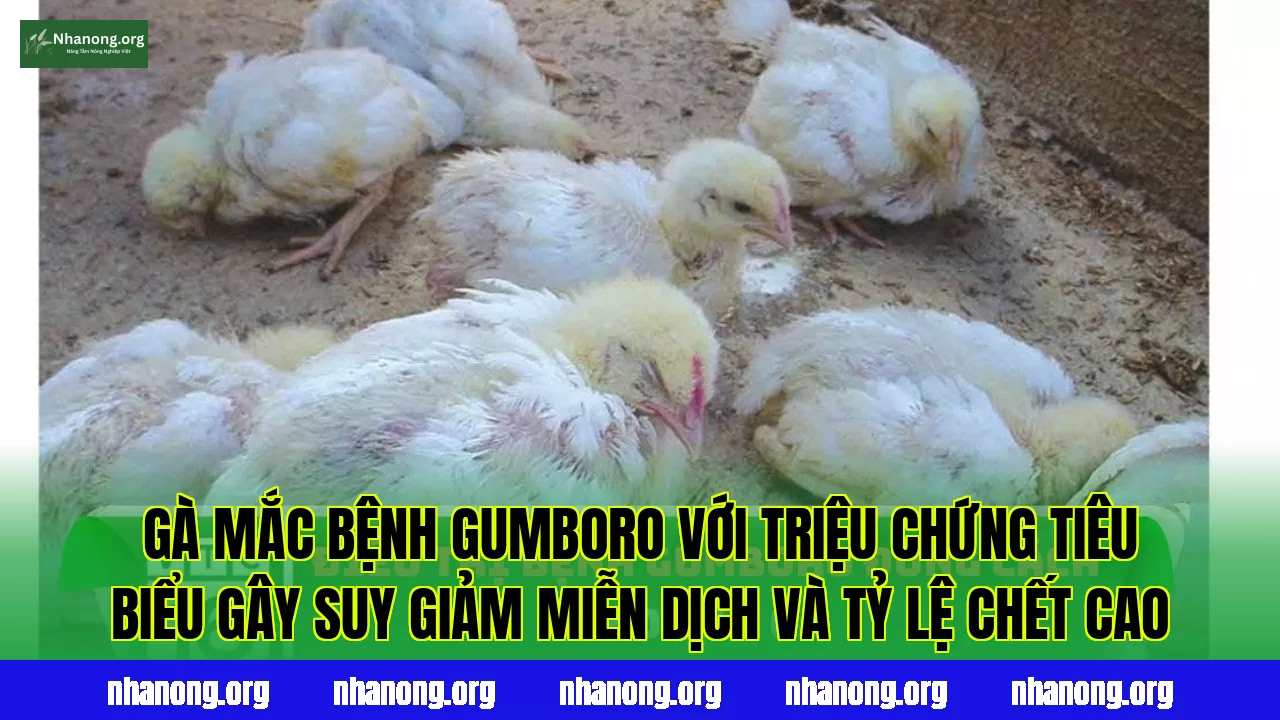 Gà mắc bệnh Gumboro với triệu chứng tiêu biểu gây suy giảm miễn dịch và tỷ lệ chết cao