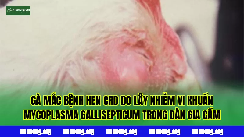 Gà mắc bệnh hen CRD do lây nhiễm vi khuẩn Mycoplasma gallisepticum trong đàn gia cầm