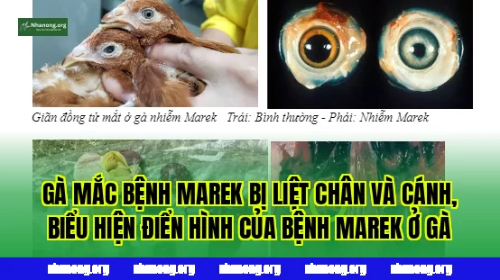 Gà mắc bệnh Marek bị liệt chân và cánh, biểu hiện điển hình của bệnh Marek ở gà