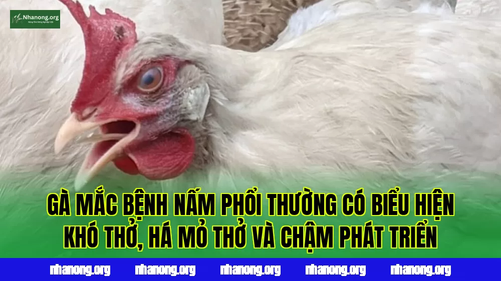 Gà mắc bệnh nấm phổi thường có biểu hiện khó thở, há mỏ thở và chậm phát triển