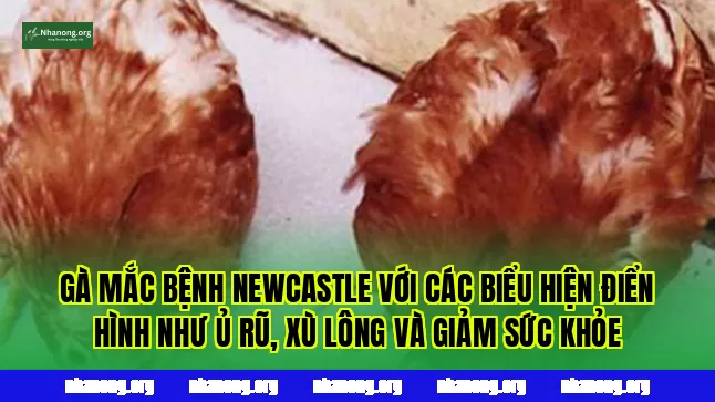 Gà mắc bệnh Newcastle với các biểu hiện điển hình như ủ rũ, xù lông và giảm sức khỏe