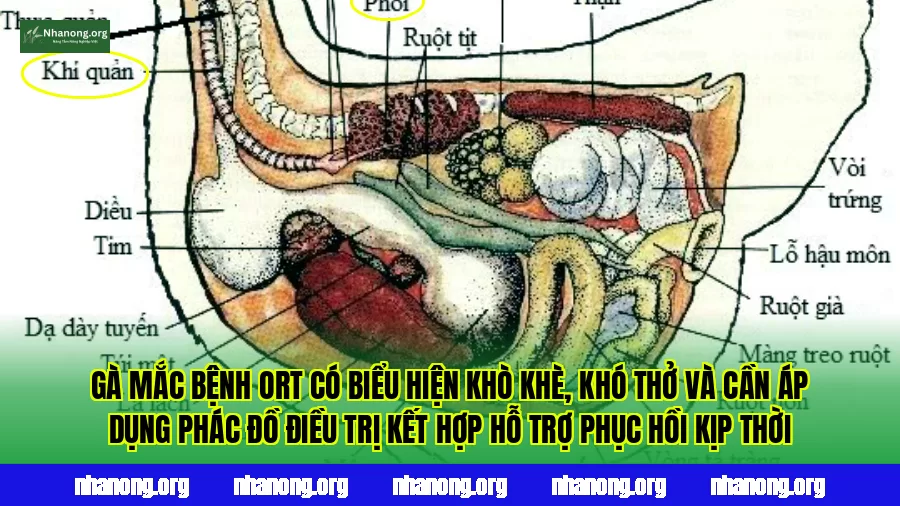 Gà mắc bệnh ORT có biểu hiện khò khè, khó thở và cần áp dụng phác đồ điều trị kết hợp hỗ trợ phục hồi kịp thời