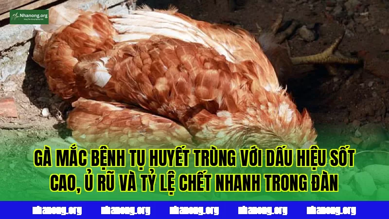 Gà mắc bệnh tụ huyết trùng với dấu hiệu sốt cao, ủ rũ và tỷ lệ chết nhanh trong đàn