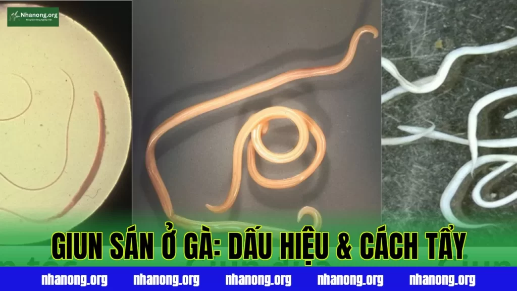 Bệnh Giun Sán Ở Gà: Dấu Hiệu, Nguyên Nhân Và Cách Tẩy Hiệu Quả