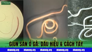 Bệnh Giun Sán Ở Gà: Dấu Hiệu, Nguyên Nhân Và Cách Tẩy Hiệu Quả