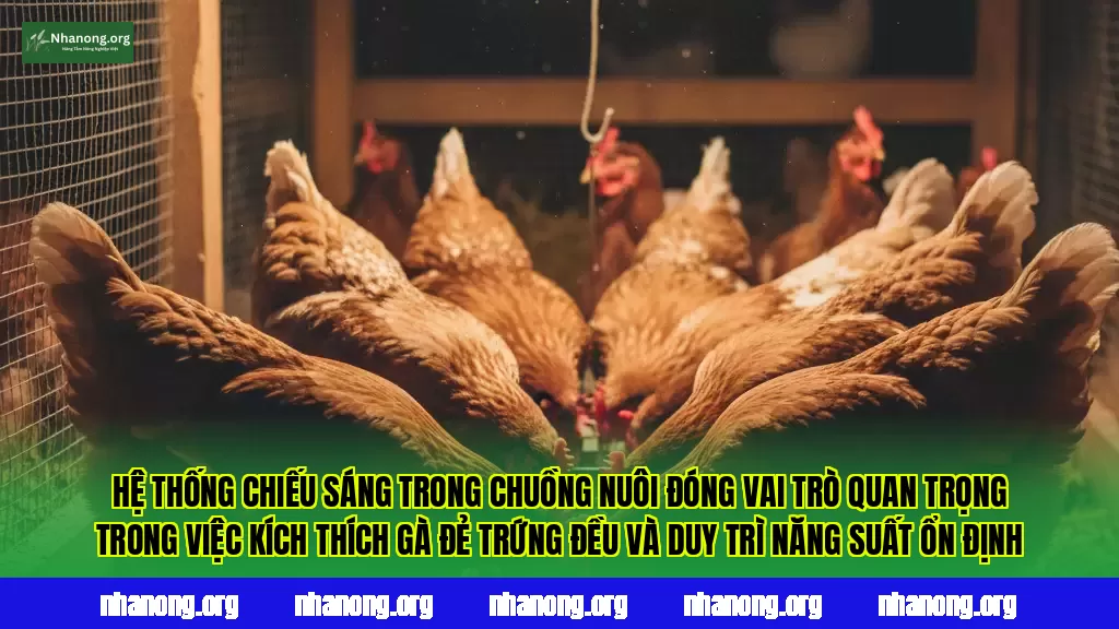 Hệ thống chiếu sáng trong chuồng nuôi đóng vai trò quan trọng trong việc kích thích gà đẻ trứng đều và duy trì năng suất ổn định