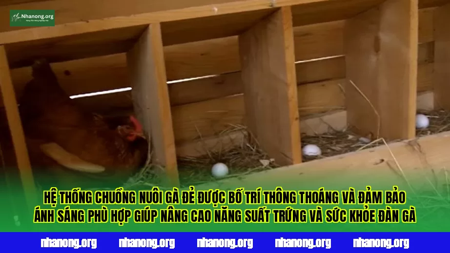 Hệ thống chuồng nuôi gà đẻ được bố trí thông thoáng và đảm bảo ánh sáng phù hợp giúp nâng cao năng suất trứng và sức khỏe đàn gà