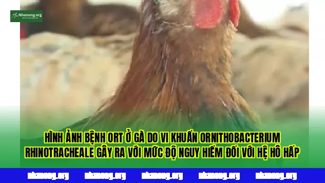 Hình ảnh bệnh ORT ở gà do vi khuẩn Ornithobacterium rhinotracheale gây ra với mức độ nguy hiểm đối với hệ hô hấp