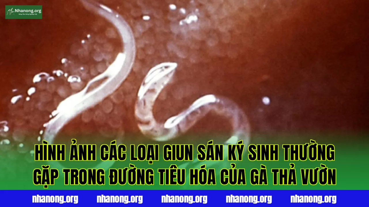 Hình ảnh các loại giun sán ký sinh thường gặp trong đường tiêu hóa của gà thả vườn