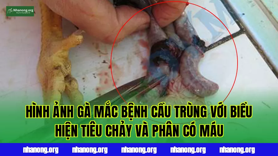Hình ảnh gà mắc bệnh cầu trùng với biểu hiện tiêu chảy và phân có máu