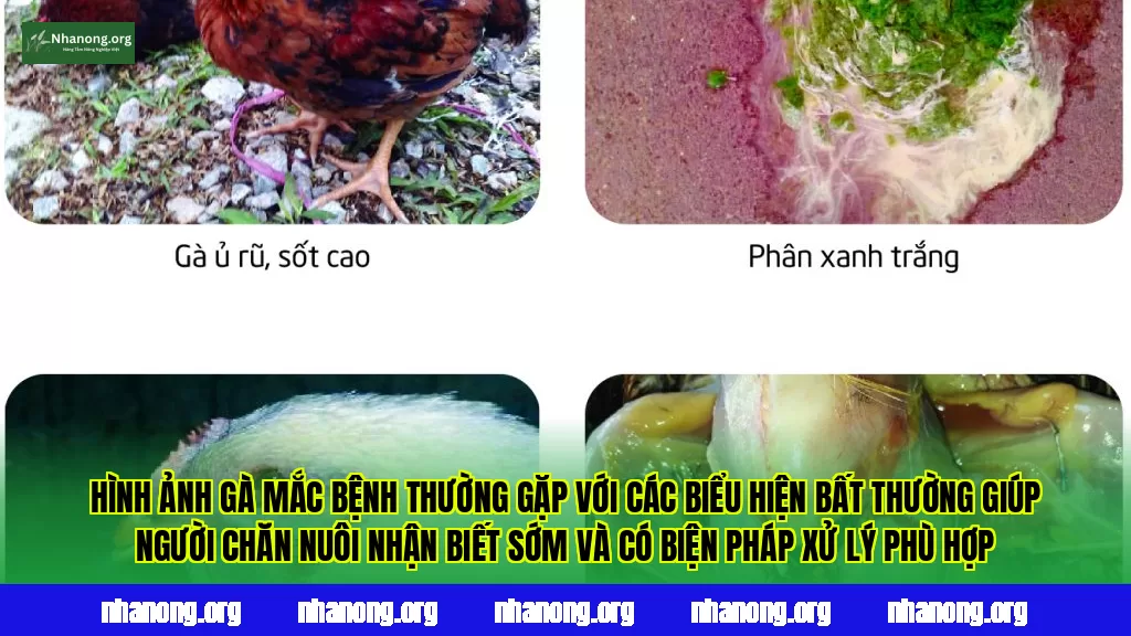 Hình ảnh gà mắc bệnh thường gặp với các biểu hiện bất thường giúp người chăn nuôi nhận biết sớm và có biện pháp xử lý phù hợp