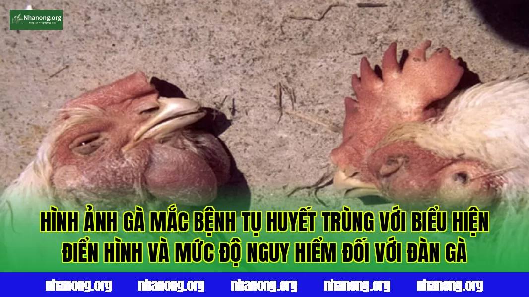 Hình ảnh gà mắc bệnh tụ huyết trùng với biểu hiện điển hình và mức độ nguy hiểm đối với đàn gà