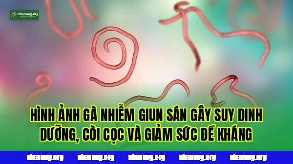 Hình ảnh gà nhiễm giun sán gây suy dinh dưỡng, còi cọc và giảm sức đề kháng