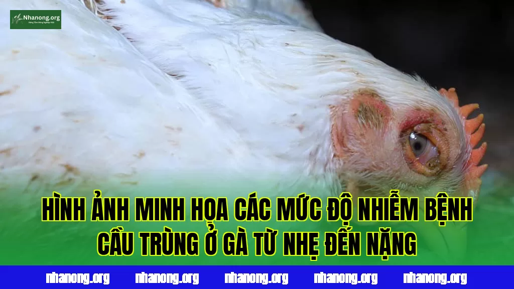 Hình ảnh minh họa các mức độ nhiễm bệnh cầu trùng ở gà từ nhẹ đến nặng