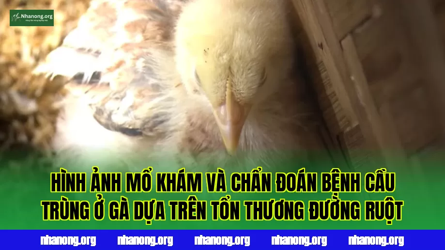 Hình ảnh mổ khám và chẩn đoán bệnh cầu trùng ở gà dựa trên tổn thương đường ruột