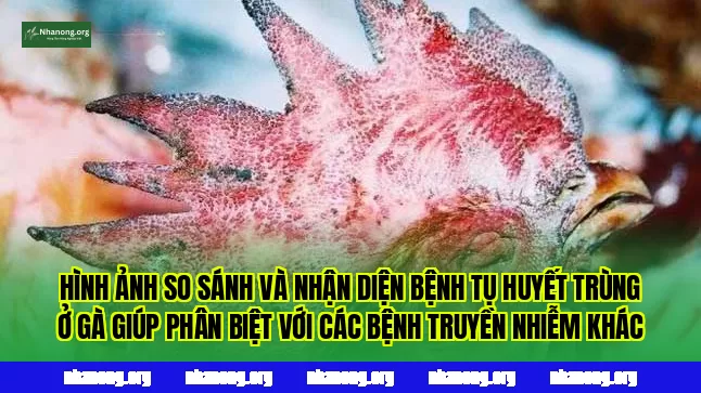 Hình ảnh so sánh và nhận diện bệnh tụ huyết trùng ở gà giúp phân biệt với các bệnh truyền nhiễm khác