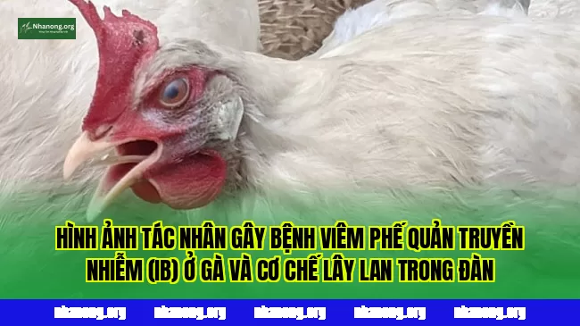Hình ảnh tác nhân gây bệnh viêm phế quản truyền nhiễm (IB) ở gà và cơ chế lây lan trong đàn