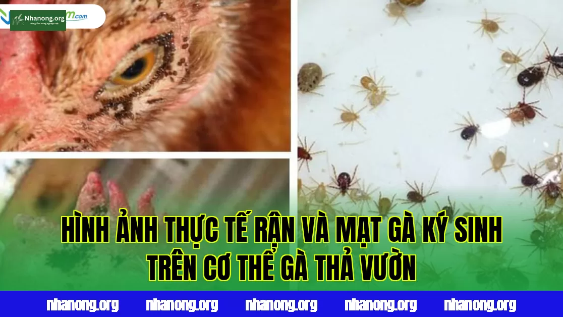 Hình ảnh thực tế rận và mạt gà ký sinh trên cơ thể gà thả vườn