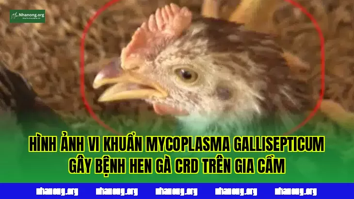 Hình ảnh vi khuẩn Mycoplasma gallisepticum gây bệnh hen gà CRD trên gia cầm