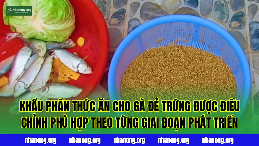 Khẩu phần thức ăn cho gà đẻ trứng được điều chỉnh phù hợp theo từng giai đoạn phát triển
