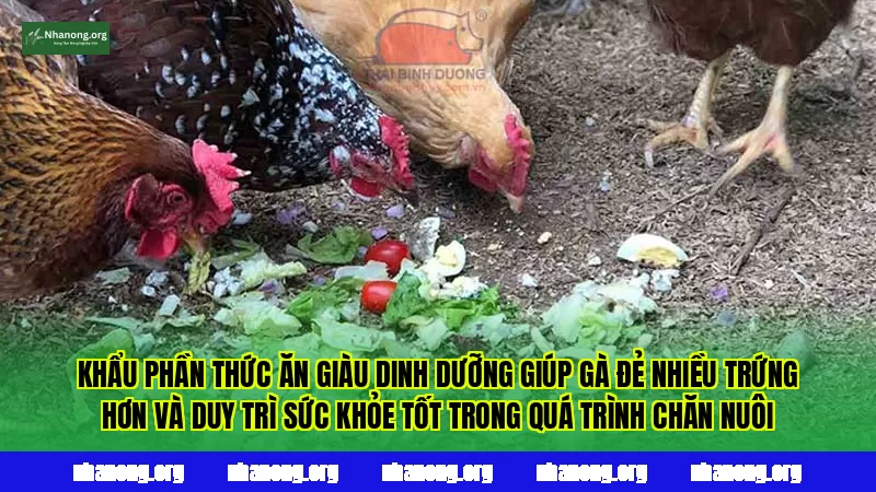 Khẩu phần thức ăn giàu dinh dưỡng giúp gà đẻ nhiều trứng hơn và duy trì sức khỏe tốt trong quá trình chăn nuôi