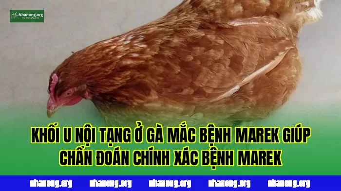 Khối u nội tạng ở gà mắc bệnh Marek giúp chẩn đoán chính xác bệnh Marek