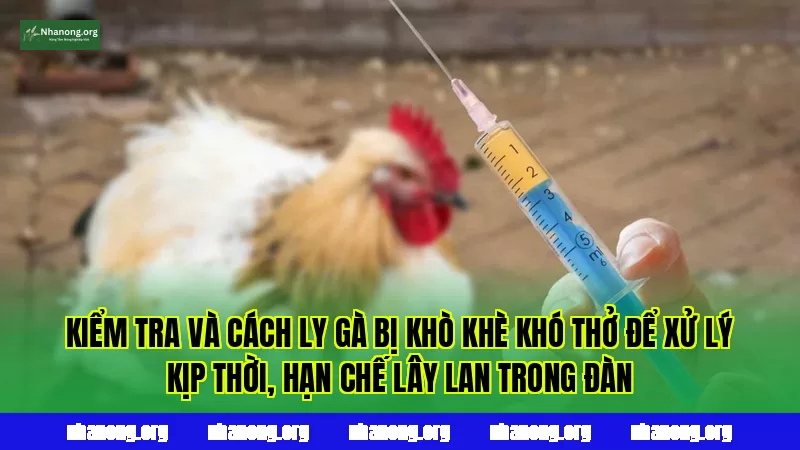 Kiểm tra và cách ly gà bị khò khè khó thở để xử lý kịp thời, hạn chế lây lan trong đàn