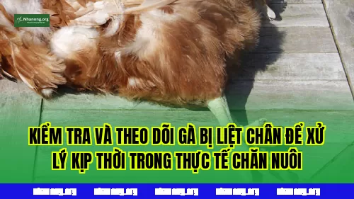 Kiểm tra và theo dõi gà bị liệt chân để xử lý kịp thời trong thực tế chăn nuôi