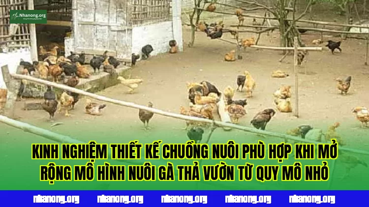 Kinh nghiệm thiết kế chuồng nuôi phù hợp khi mở rộng mô hình nuôi gà thả vườn từ quy mô nhỏ