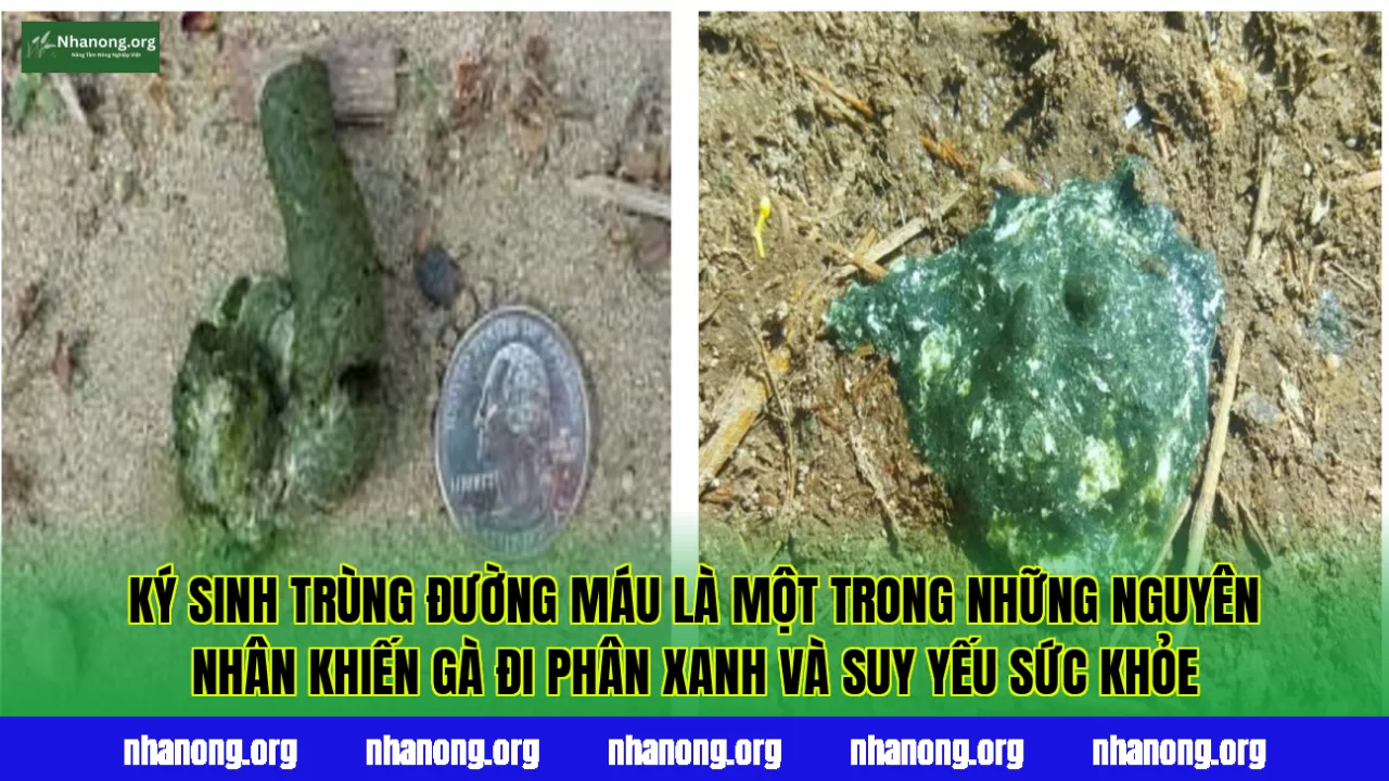 Ký sinh trùng đường máu là một trong những nguyên nhân khiến gà đi phân xanh và suy yếu sức khỏe