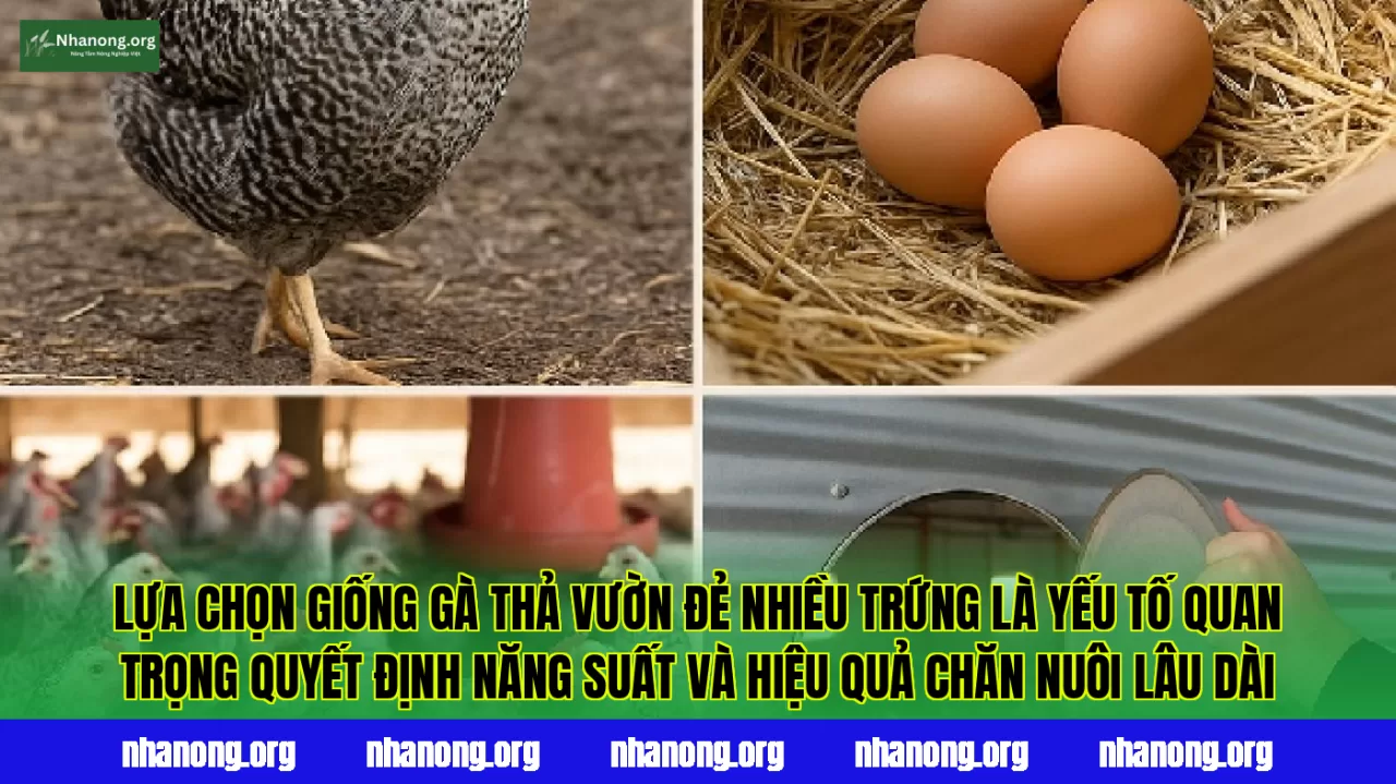 Lựa chọn giống gà thả vườn đẻ nhiều trứng là yếu tố quan trọng quyết định năng suất và hiệu quả chăn nuôi lâu dài