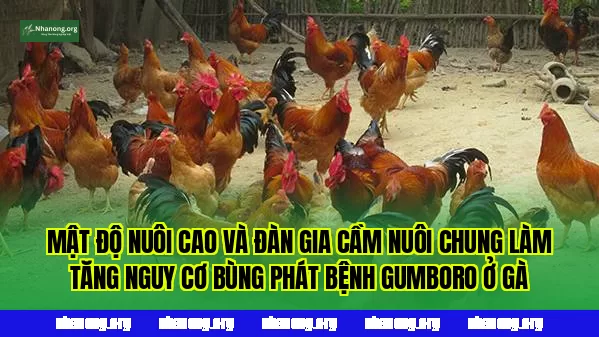 Mật độ nuôi cao và đàn gia cầm nuôi chung làm tăng nguy cơ bùng phát bệnh Gumboro ở gà