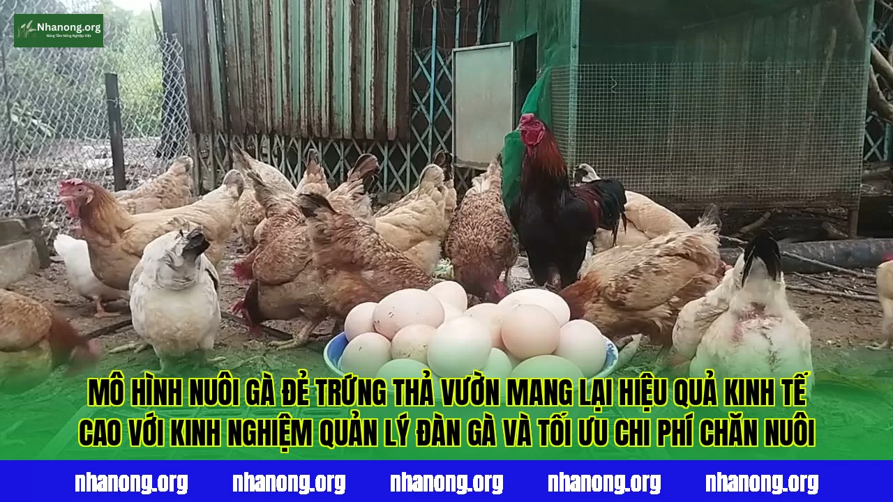 Mô hình nuôi gà đẻ trứng thả vườn mang lại hiệu quả kinh tế cao với kinh nghiệm quản lý đàn gà và tối ưu chi phí chăn nuôi