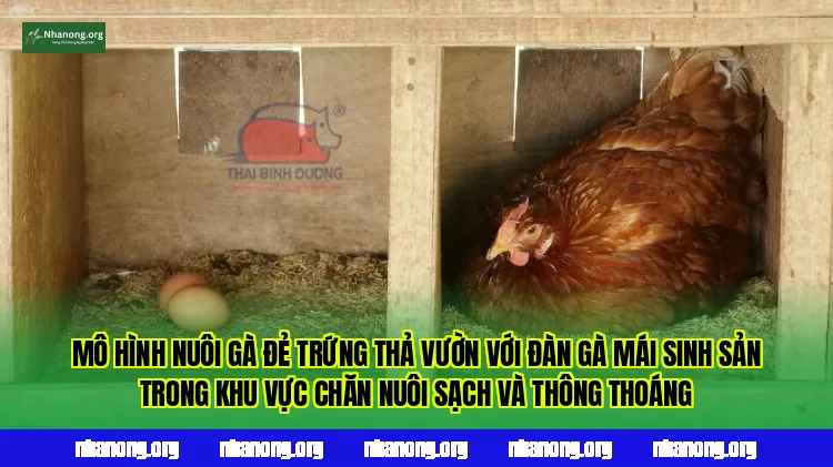 Mô hình nuôi gà đẻ trứng thả vườn với đàn gà mái sinh sản trong khu vực chăn nuôi sạch và thông thoáng