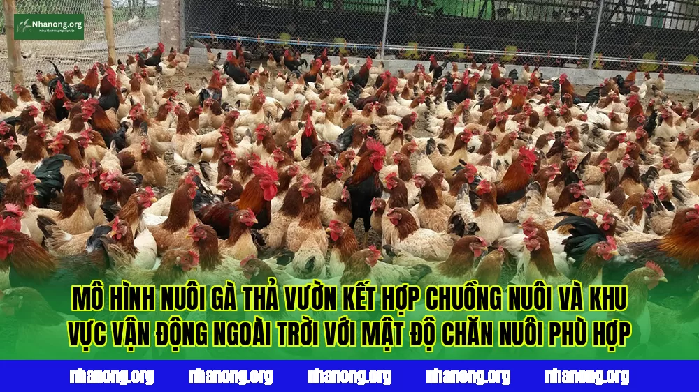 Mô hình nuôi gà thả vườn kết hợp chuồng nuôi và khu vực vận động ngoài trời với mật độ chăn nuôi phù hợp