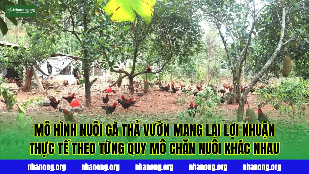 Mô hình nuôi gà thả vườn mang lại lợi nhuận thực tế theo từng quy mô chăn nuôi khác nhau