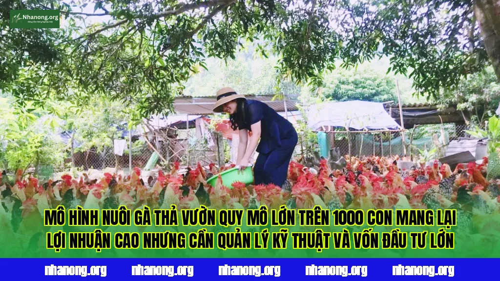 Mô hình nuôi gà thả vườn quy mô lớn trên 1000 con mang lại lợi nhuận cao nhưng cần quản lý kỹ thuật và vốn đầu tư lớn