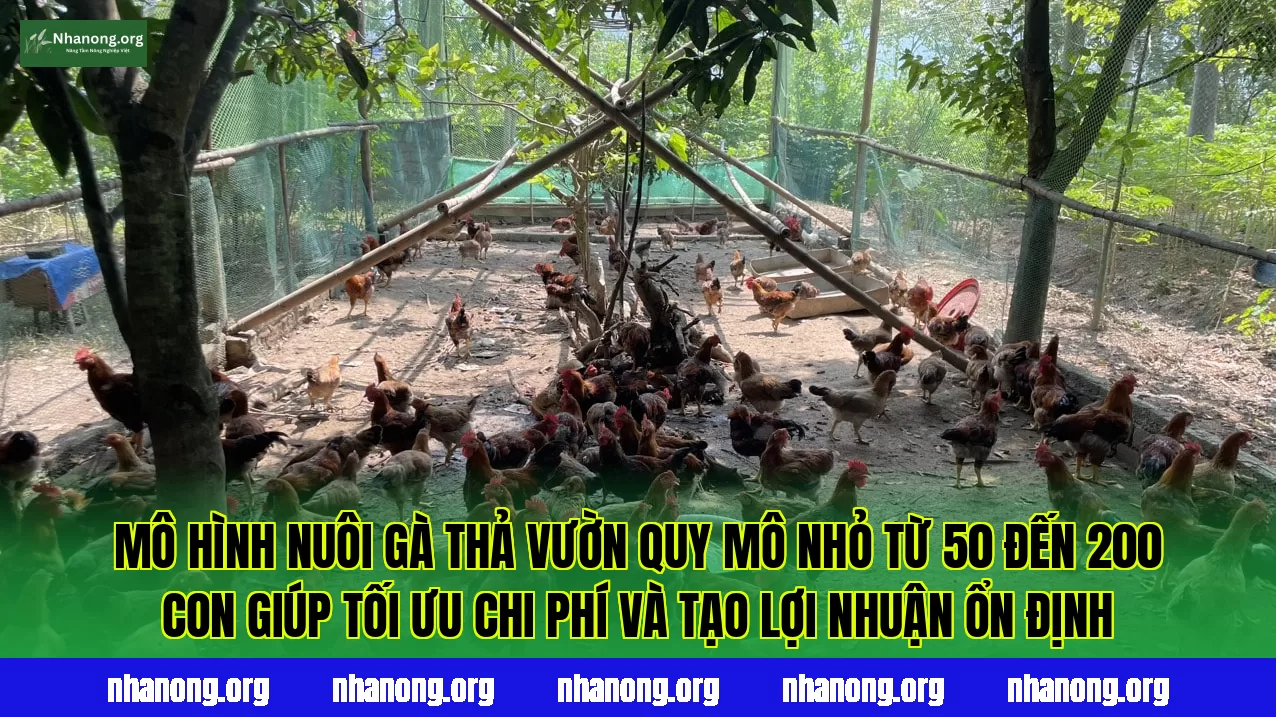 Mô hình nuôi gà thả vườn quy mô nhỏ từ 50 đến 200 con giúp tối ưu chi phí và tạo lợi nhuận ổn định