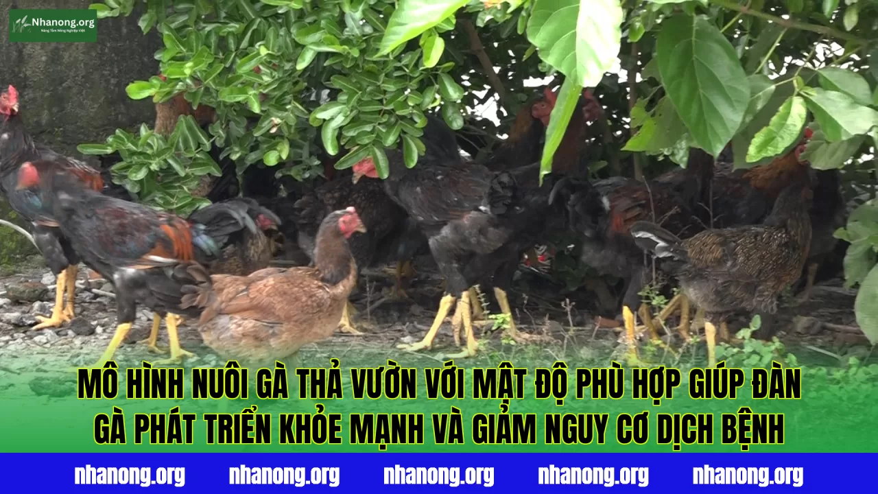 Mô hình nuôi gà thả vườn với mật độ phù hợp giúp đàn gà phát triển khỏe mạnh và giảm nguy cơ dịch bệnh